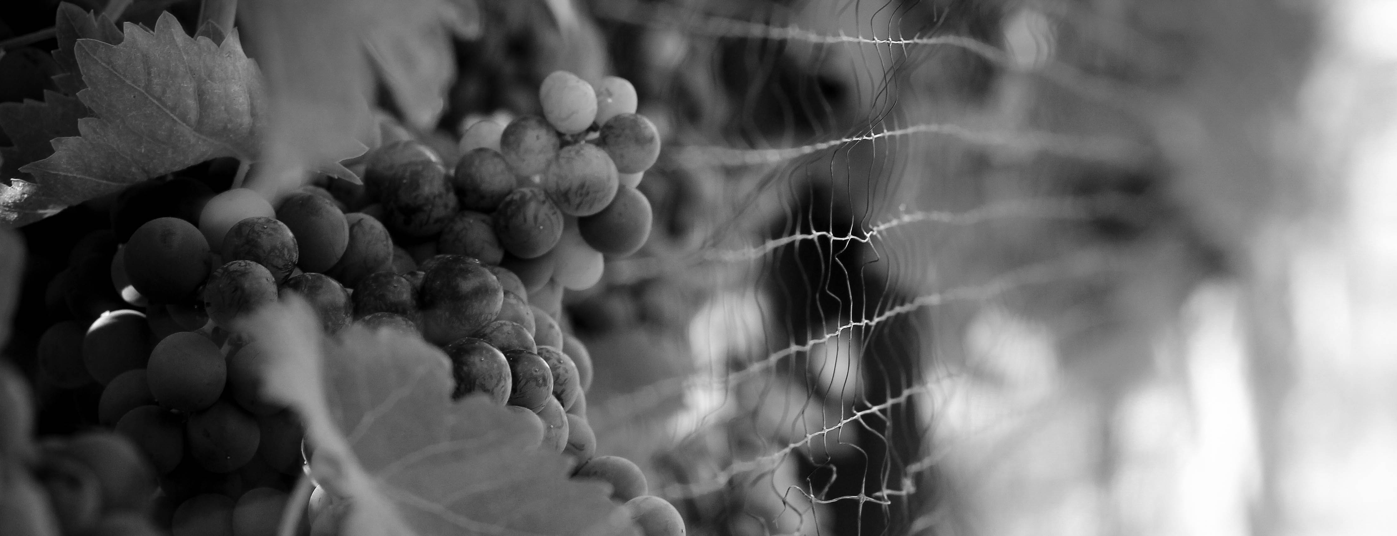 Image of grapes on vine at Kathryn Kennedy Winery
